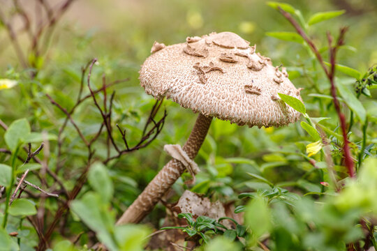 Czubajka kania (Macrolepiota procera) rosnąca w lesie. Jadalny grzyb z dużym kapeluszem pośr&oacute;d zielonych krzew&oacute;w jag&oacute;d.