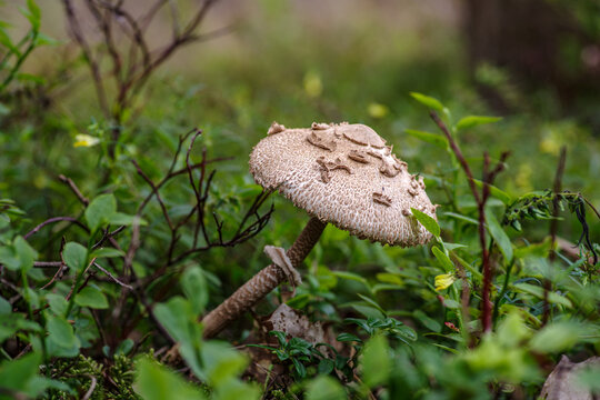 Czubajka kania (Macrolepiota procera) rosnąca w lesie. Jadalny grzyb z dużym kapeluszem pośr&oacute;d zielonych krzew&oacute;w jag&oacute;d.