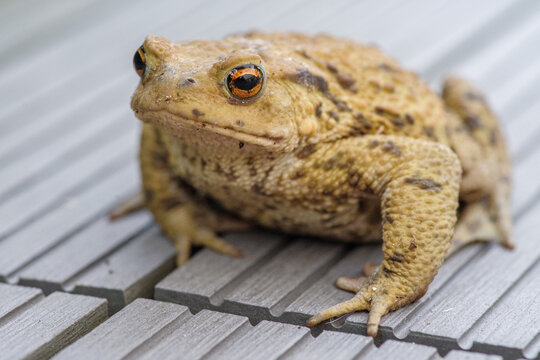 ropucha szara (bufo bufo) płaz i żaba