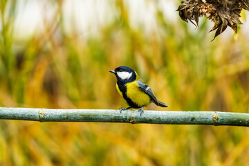 sikorka bogatka (Parus major)