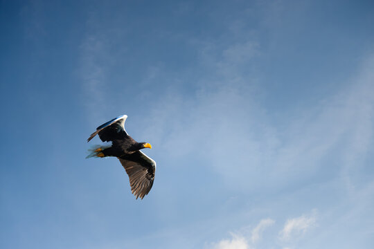 Riesenseeadler im Flug