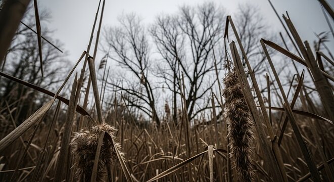 Dramatic low-angle perspective from within a field of dry reeds looking up at the dark silhouettes of bare trees against a gloomy, overcast sky