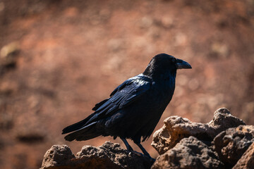 Fototapeta premium Portrait of Raven from Fuerteventura island