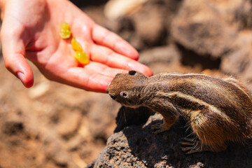 Atlantoxerus getulus on volcanic rock - Fuerteventura	