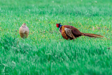 Bażant na zielonej łące w naturalnym środowisku