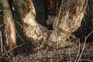 Ślady żerowania bobr&oacute;w