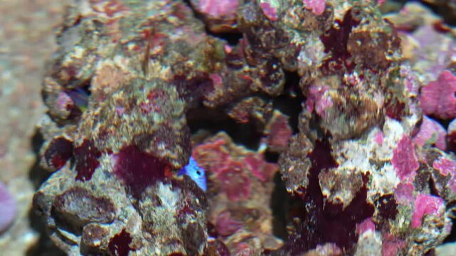 A vibrant view of a colorful clownfish swimming among anemones in a bright oceanografico reef environment showcasing the beauty and harmony of tropical marine life