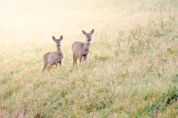 Dwie sarny (Capreolus capreolus) stojące na trawiastym zboczu w jasnym, ciepłym świetle słonecznym. Zwierzęta patrzą czujnie w stronę obiektywu