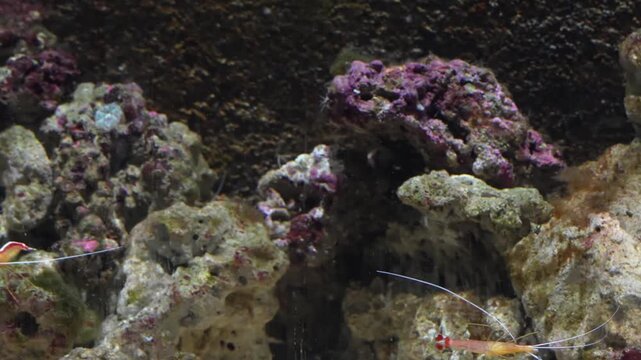 Discover the unique beauty of Stenopodidea marine crustaceans known for their striking colors elongated limbs and fascinating behavior as important members of coral reef ecosystems