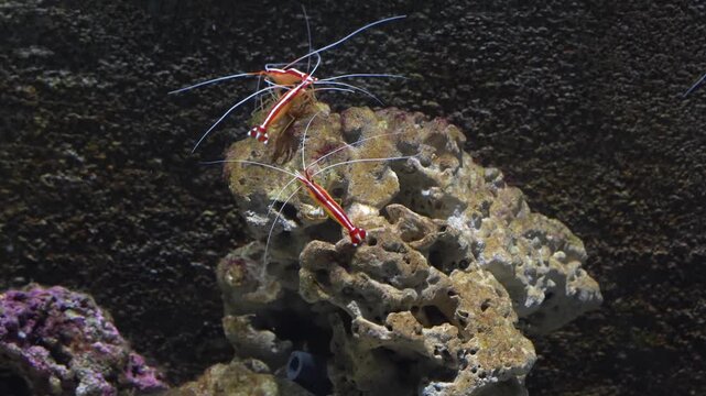 Discover the unique beauty of Stenopodidea marine crustaceans known for their striking colors elongated limbs and fascinating behavior as important members of coral reef ecosystems