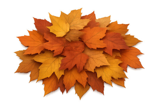 Autumn maple leaves creating a colorful fall season pile, offering a natural and vibrant design element with transparent background