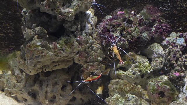 Discover the unique beauty of Stenopodidea marine crustaceans known for their striking colors elongated limbs and fascinating behavior as important members of coral reef ecosystems