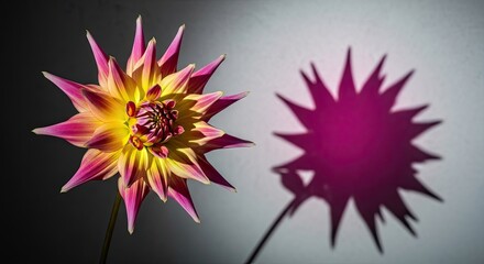 Elegant close-up of a single, vibrant dahlia flower with pointed yellow and pink petals, casting a dramatic, artistic magenta shadow on a gray studio background