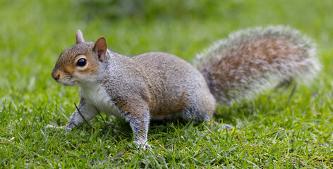 close up of a grey squirrel, Sciurus carolinensis, as it stands on grass. Intentional focus on the head with it gradually loses focus to the tail is intentional. No other vegetation around it