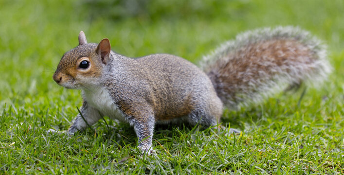 close up of a grey squirrel, Sciurus carolinensis, as it stands on grass. Intentional focus on the head with it gradually loses focus to the tail is intentional. No other vegetation around it