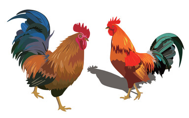 Rooster illustrations from different angles