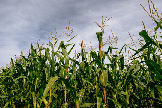 Green cornfield and blue sky with wispy clouds Wide-angle shot from a frog's-eye view - Powered by Adobe