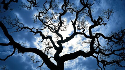Twisted bare tree branches silhouetted against a dramatic blue sky with clouds