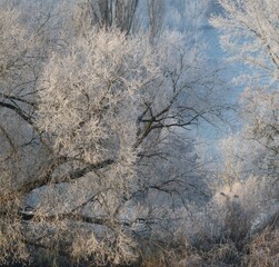 Hoarfrost at Dusk