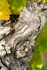 Close-up of the very old, gnarled bark of a grapevine