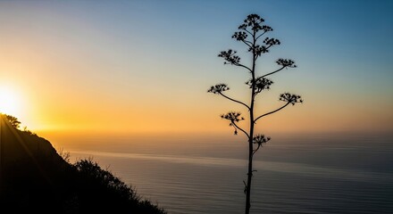 A silhouetted agave plant stands on a coastal cliff against a beautiful gradient sky of warm orange and cool blue during a serene sunset over the calm ocean