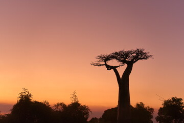 silhouette of baobab tree at sunset