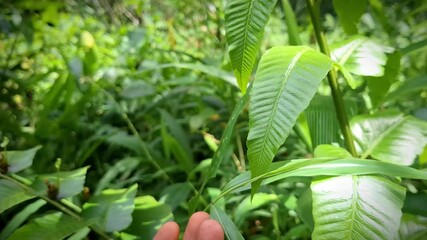 A rare fern fruit held gently in hand, showing its unique growth above the parent leaf. When it falls, it sprouts into a new fern, and this uncommon wild fruit is also edible.