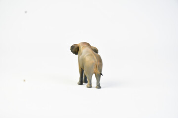  Stegodon animal on isolated background