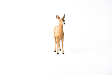 Roe Deer animal on isolated background