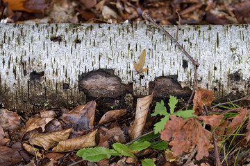 Old birch tree log with white bark and leaves on the forest ground