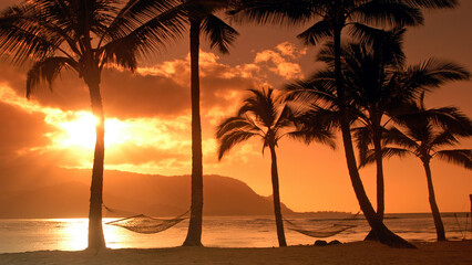 Palm trees on the Hawaian Island of Kauai , Hawaii, USA	
