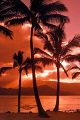Palm trees on the Hawaian Island of Kauai , Hawaii, USA	

