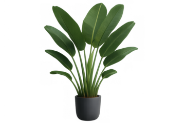 Bird of paradise plant with large green leaves in a dark grey pot, decorative tropical houseplant, transparent background