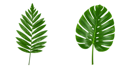 Two fresh green tropical leaves isolated on transparent background, nature concept