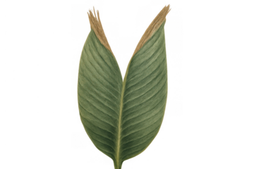 Green leaf showing browning decay and withering tips isolated on transparent background illustrating plant disease concept