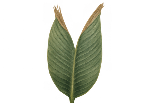 Green leaf showing browning decay and withering tips isolated on transparent background illustrating plant disease concept