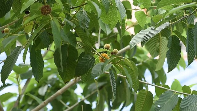 Kratom or Mitragyna speciosa Korth tree on natural background.