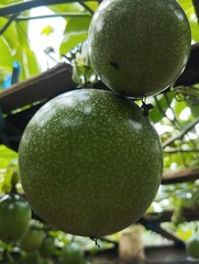 passion fruit growth at the garden