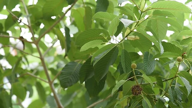 Kratom or Mitragyna speciosa Korth tree on natural background.