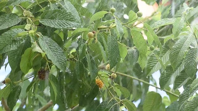 Rain falling on the Kratom or Mitragyna speciosa Korth tree on natural background.
