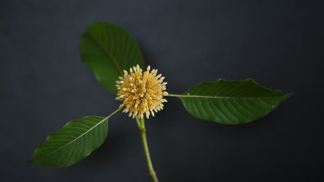 Kratom or Mitragyna speciosa Korth branch flower on black ceramic  background.