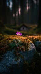 Pink Flower In Forest Moss And Stone