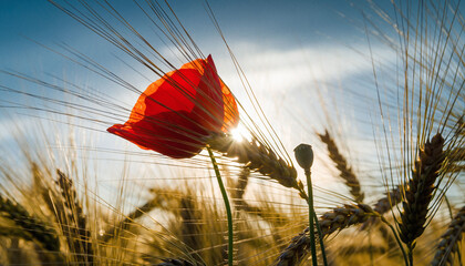 Obraz premium Sunlit red poppy in golden wheat field against a clear blue sky. Symbol of remembrance, nature, peace, summertime. Ideal for editorial, backgrounds, evocative designs.