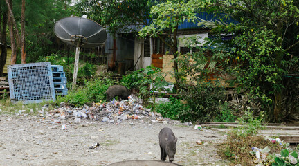 Wild Boars Foraging in a Pile of Garbage Near Residential Houses, Environmental Pollution Issue. 