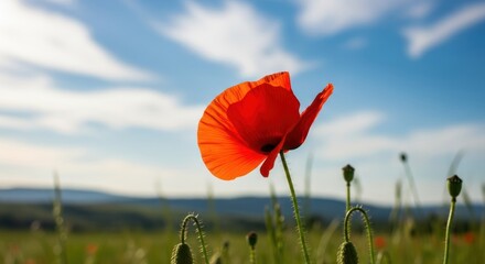 A vibrant red poppy flower against a clear blue sky with scattered white clouds.