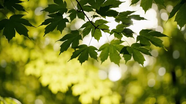 Sunlight Shining Through Maple Leaves on a Branch