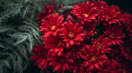 red chrysanthemum flowers