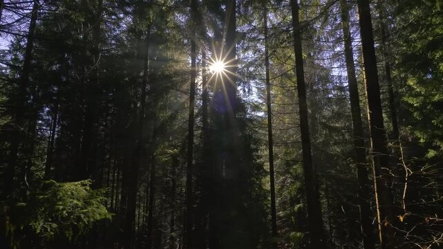 Golden Sunlight Shining Through Green Trees in Peaceful Forest Nature