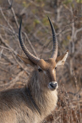 A beautiful portrait of a male waterbuck looking at the camera with dry grassland in the background, Kruger National Park. 