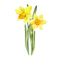 watercolor bouquet of yellow flowers and green leaves, hand drawn garden daffodils, narcissus, spring Easter illustration of jonquils bouquet, beautiful graceful snowdrop, party, kitchen decoration